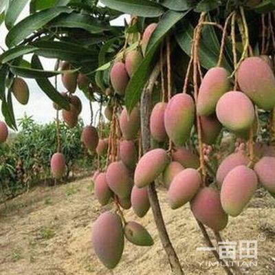 芒果四川攀枝花市_批發(fā)_供應-一畝田農(nóng)業(yè)網(wǎng)_專業(yè)的農(nóng)產(chǎn)品信息商務平臺