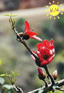 伊貞羽的微博 微博