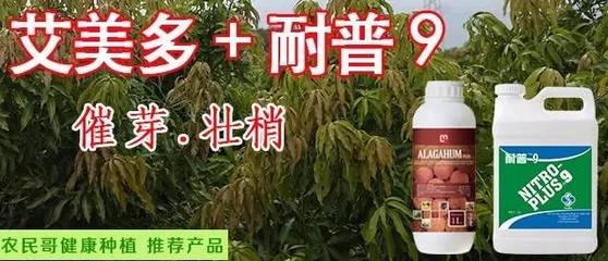 四川攀枝花:凱特芒真的被淘汰了?不適合種植了?