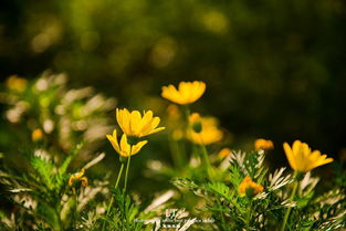 繁華盛開的陽光之城 攀枝花賞花線