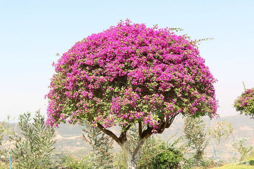 游攀枝花花舞人間