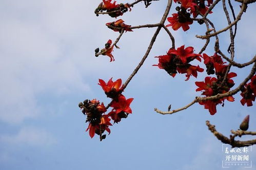 攀枝花開紅艷艷 大理這個地方能用它做美食