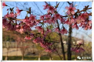 米易的櫻花 攀枝花公園的梅花都開了,假期千萬不要錯過