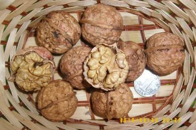 【嫁接李子樹苗】價格、產品供應,嫁接李子樹苗廠家批發-1024商務網