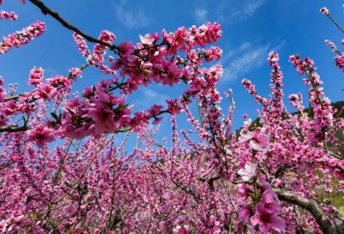 真香 過(guò)去兩周攀枝花共有55000余人次前往務(wù)本鄉(xiāng)看桃花