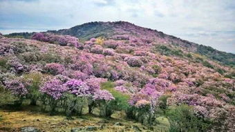 18.5萬(wàn)畝 中國(guó)最大的野生杜鵑花海正在攀枝花綻放