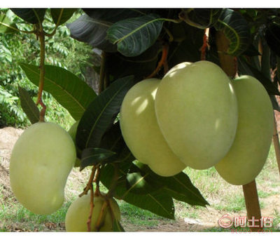 攀枝花品種的優(yōu)質(zhì)芒果苗——云南凱特芒果與西雙版納芒果的種植前景