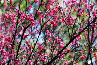2015年1月11日攀枝花公園徒步賞梅活動紀(jì)實