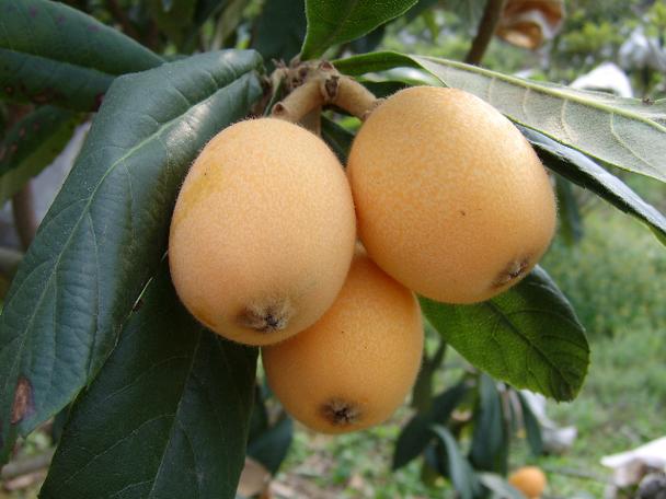 攀枝花枇杷 陽光之城孕育的冬日珍果