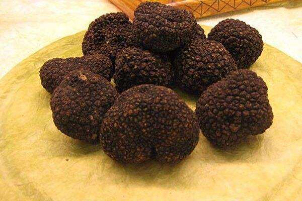 攀枝花 中國黑松露的秘密寶藏